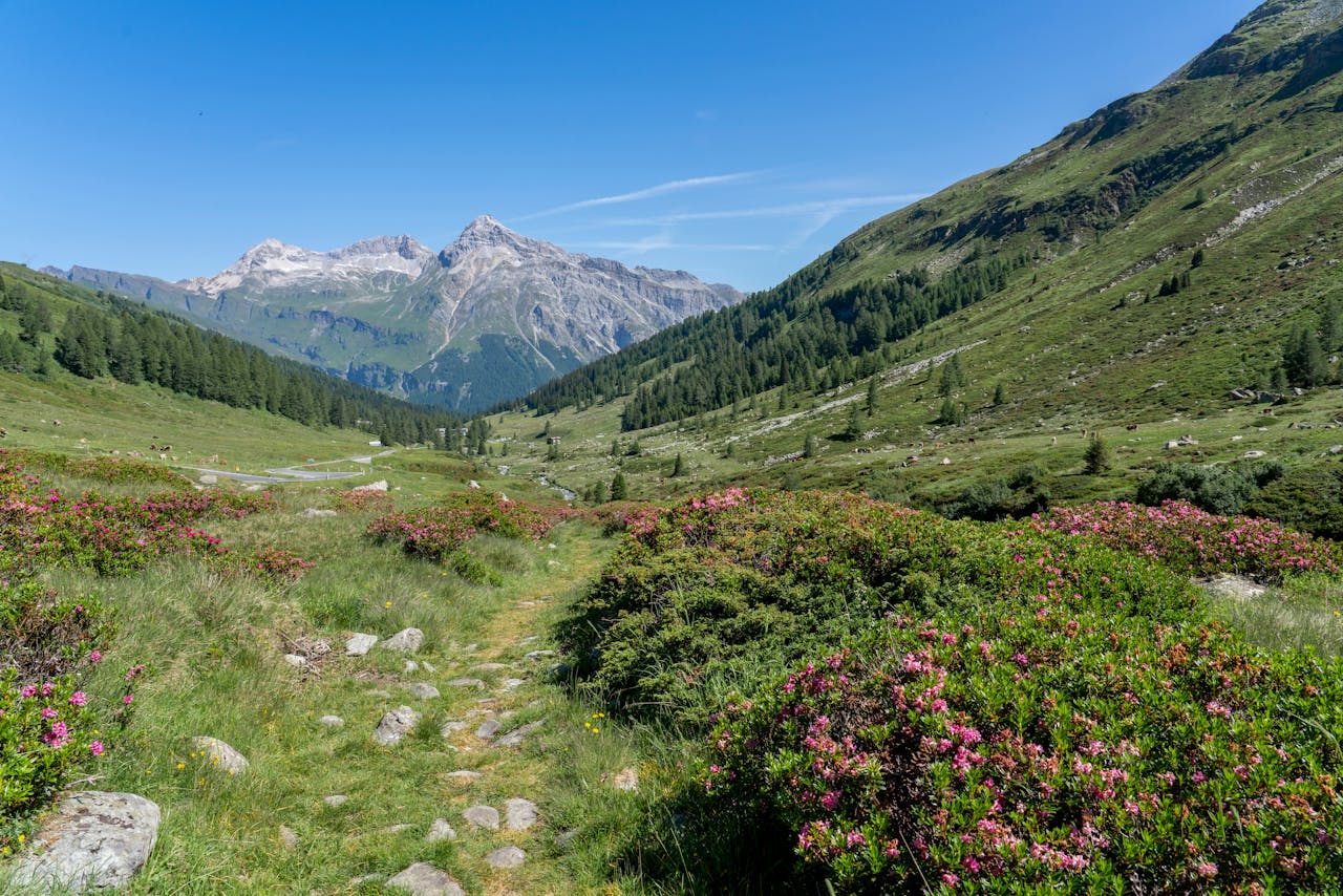 Breathtaking view of a serene alpine trail lined with wildflowers, leading towards majestic mountains under a clear blue sky.